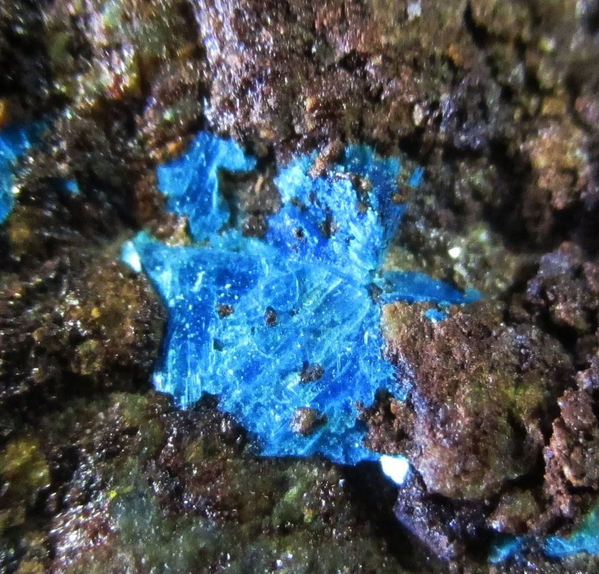 Sampleite — Australian specimen